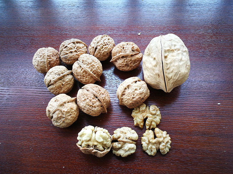 WALNUT (2)