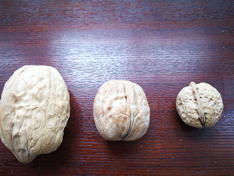 WALNUT VARIETY