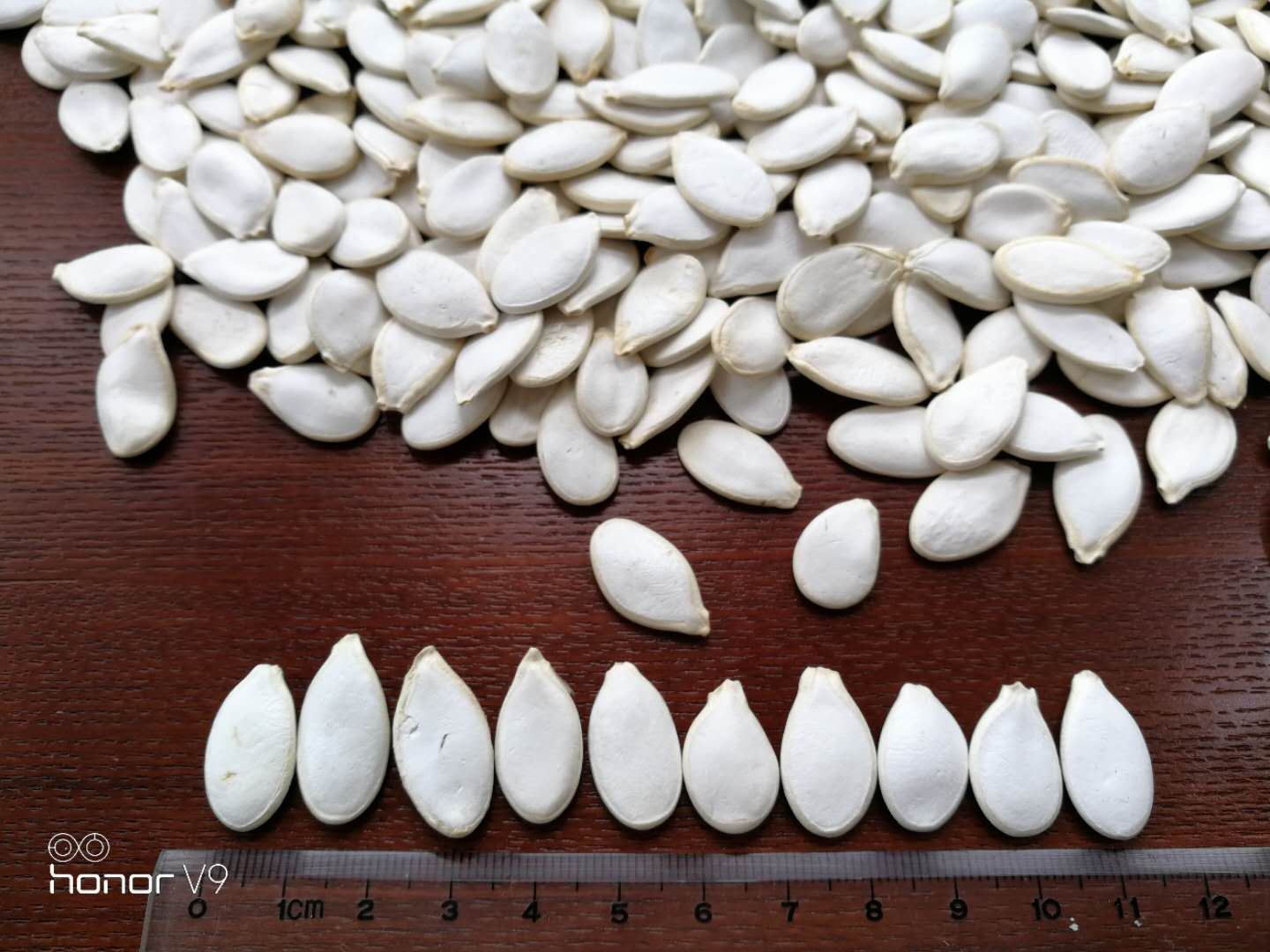 SNOW WHITE PUMPKIN SEEDS 11CM